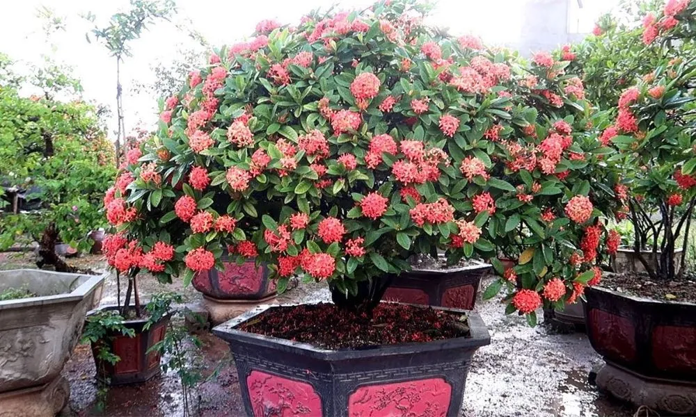 Cách chăm sóc hoa mẫu đơn đòi hỏi sự kiên nhẫn và kỹ thuật chính xác