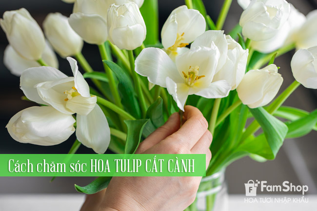 Cách Chăm Sóc Cây Cam Canh Chuẩn Kỹ Thuật Từ A Đến Z