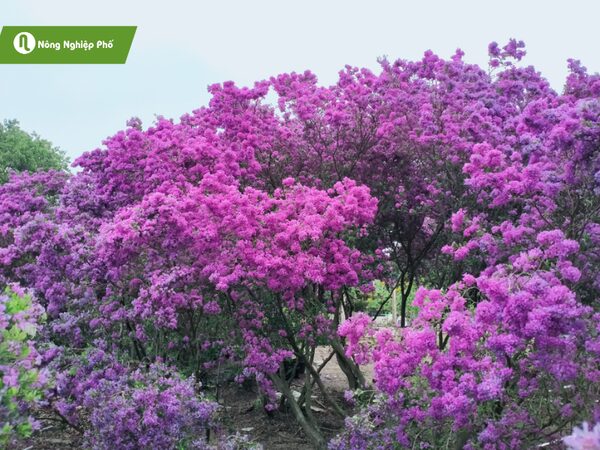 Cách Chăm Sóc Cây Linh Sam Ra Hoa Chi Tiết Từ A Đến Z