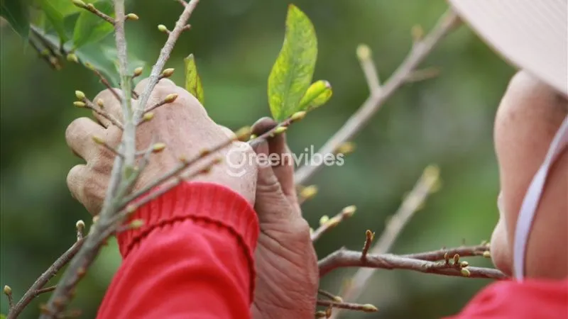 Cách chăm sóc mai vàng ra hoa đúng tết - Tuốt lá mai đúng thời điểm