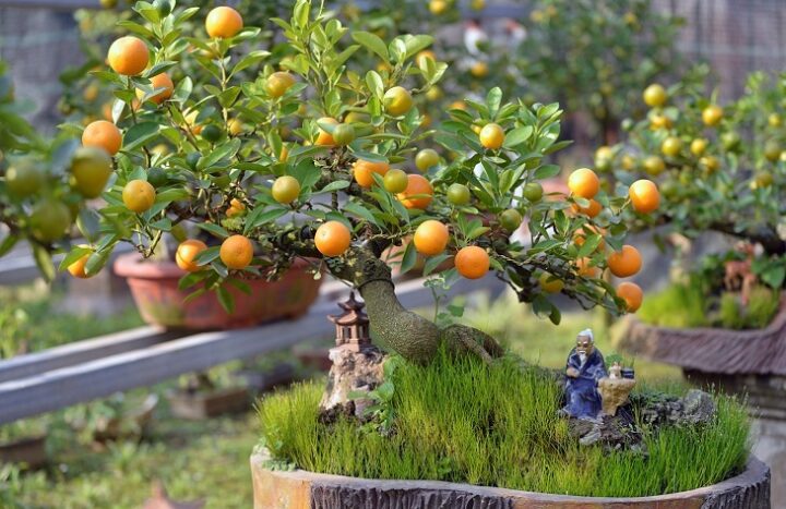 Hướng Dẫn Cách Chăm Sóc Cây Quất Sau Tết Chi Tiết Từ A Đến Z
