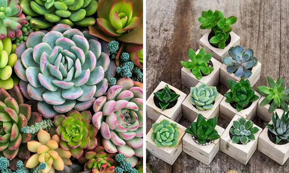 Cách chăm sóc sen đá giúp cây khỏe mạnh