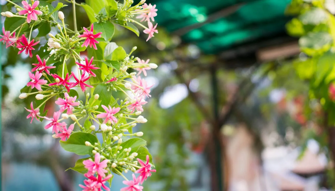 Cách chăm sóc Sử Quân Tử cần tập trung vào việc bón phân và cắt tỉa đúng kỹ thuật