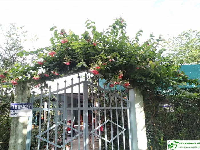 Cách chăm sóc sử quân tử nhanh ra hoa