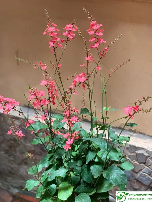 Cách chăm sóc xích hồng trà