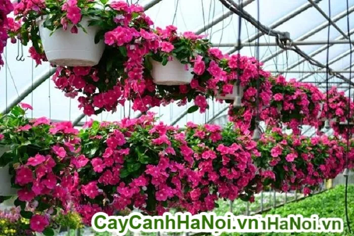 Cách Chọn Giống Hoa Dừa Cạn Chất Lượng