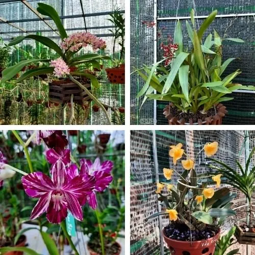 Cách chọn giống lan và các giống phong lan đẹp