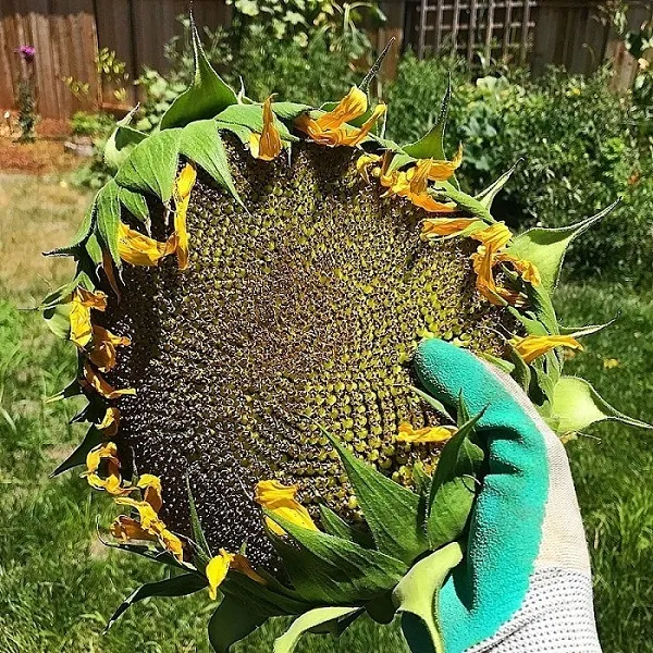 Cách chọn hạt giống hoa hướng dương chất lượng cao