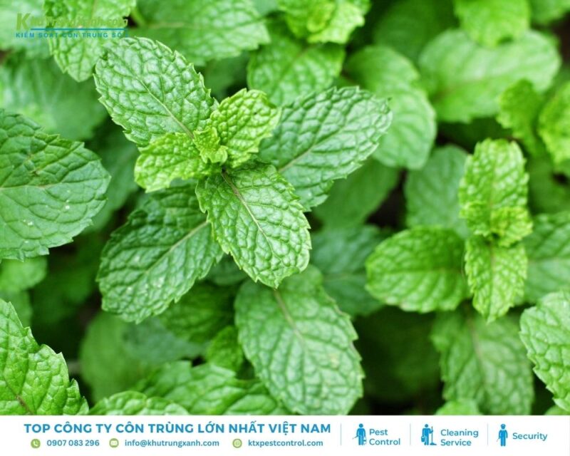 Cách Trồng Cây Thằn Lằn Đơn Giản Cho Không Gian Sống Xanh Mát