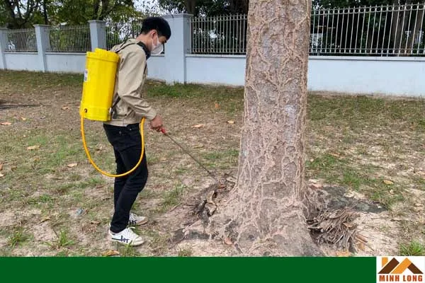 Cách diệt mối cho cây bằng thuốc Termize 200sc