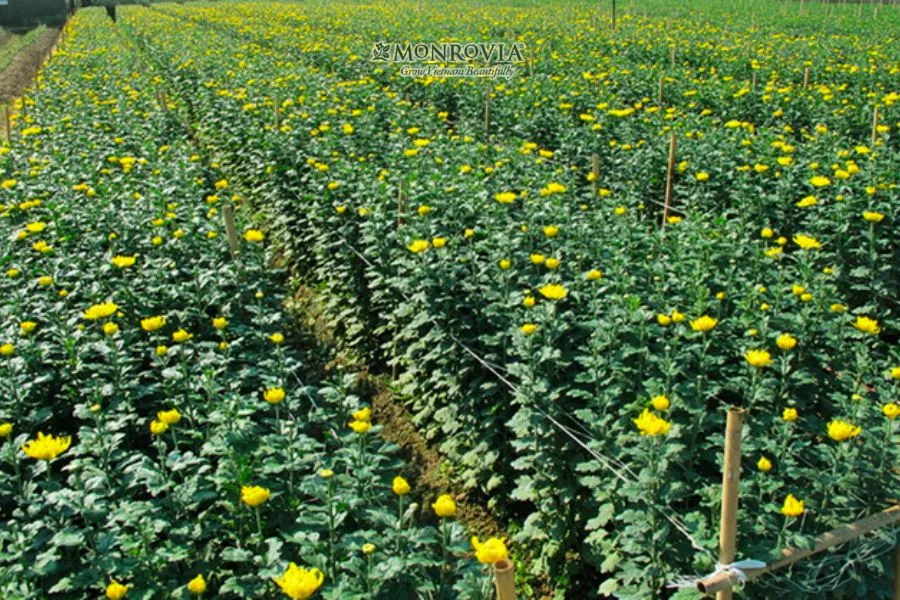 Cách giâm cành hoa cúc vàng đạt hiệu quả cao