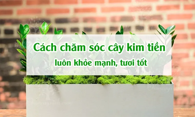 Cách kiểm tra độ ẩm đất trồng cây kim tiền để xác định thời điểm tưới nước
