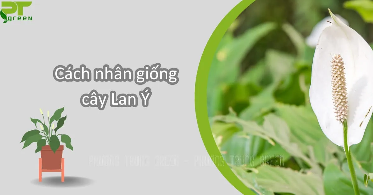 Cách nhân giống cây Lan Ý bằng phương pháp tách bụi, mô tả bàn tay đang tách một khóm cây Lan Ý nhỏ khỏi cây mẹ để trồng sang chậu mới