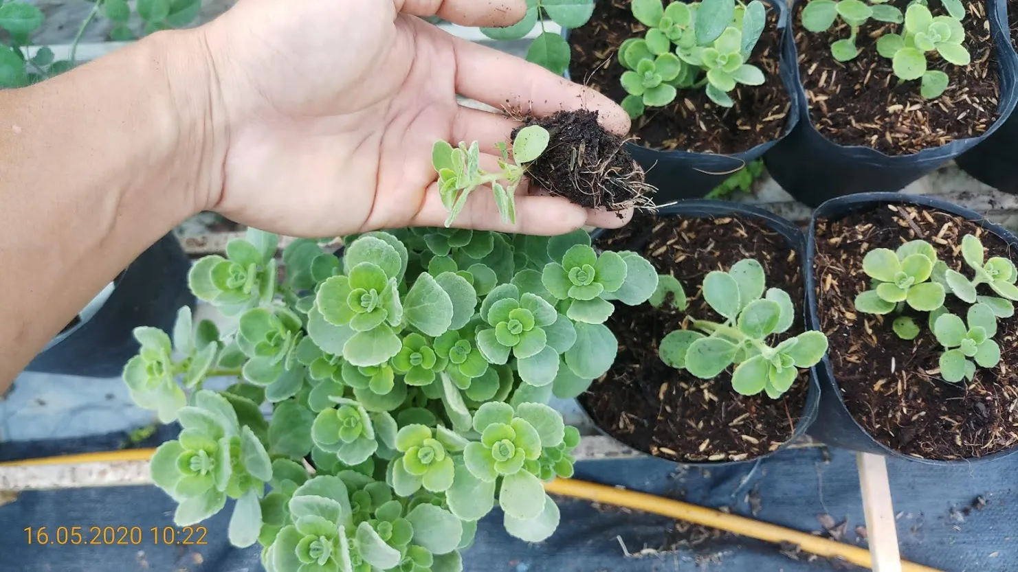 Cách nhân giống cây sen thơm