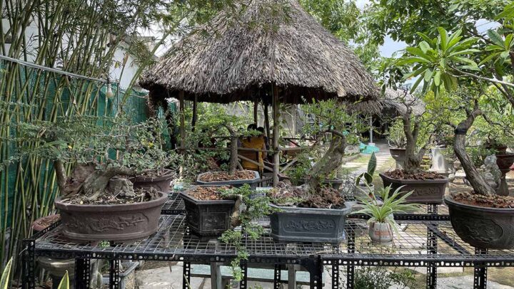 Cách Trồng Cây Mai Mới Bứng Thành Công: Hướng Dẫn Kỹ Thuật Chuyên Sâu Từ Nhà Vườn