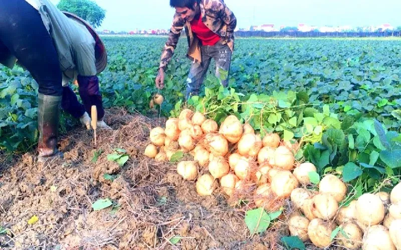 Cách thu hoạch củ đậu