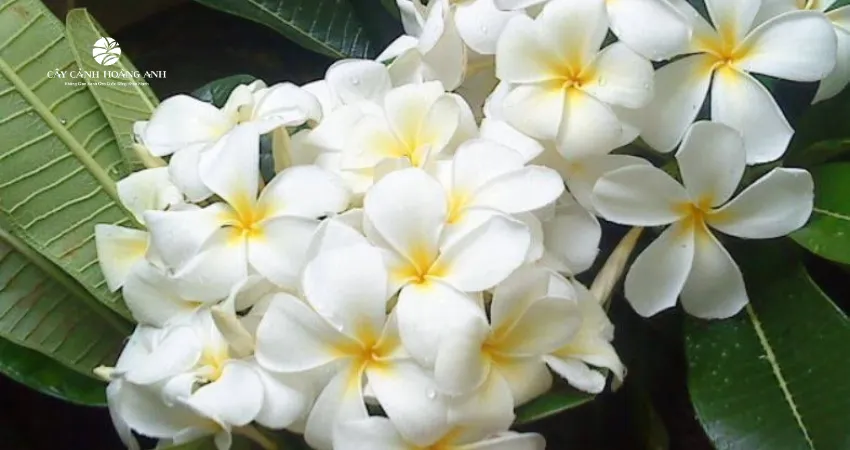 Cách thực hiện giâm cành hoa sứ để tạo ra cây mới theo mong muốn