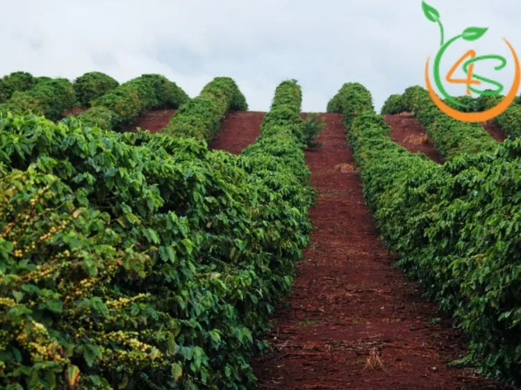 Cách tính mật độ cây trồng cho hàng đơn