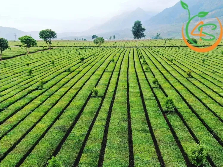 Cách tính mật độ cây trồng cho hàng kép