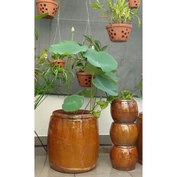 Cách trộn bùn đất dinh dưỡng và xử lý chậu trước khi trồng hoa sen