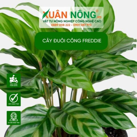 Cách Chăm Cây Đuôi Công: Hướng Dẫn Chuyên Sâu Từ A Đến Z