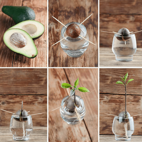 Cách Trồng Cây Từ Hạt Bơ Chuẩn Chuyên Gia Tại Nhà Chi Tiết A-Z