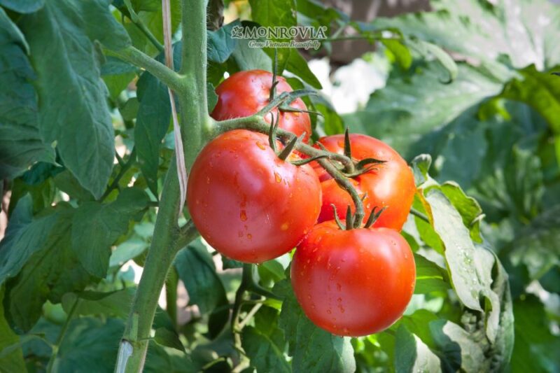 Cách Trồng Cây Cà Chua Bạch Tuộc Đạt Năng Suất Cao Nhất