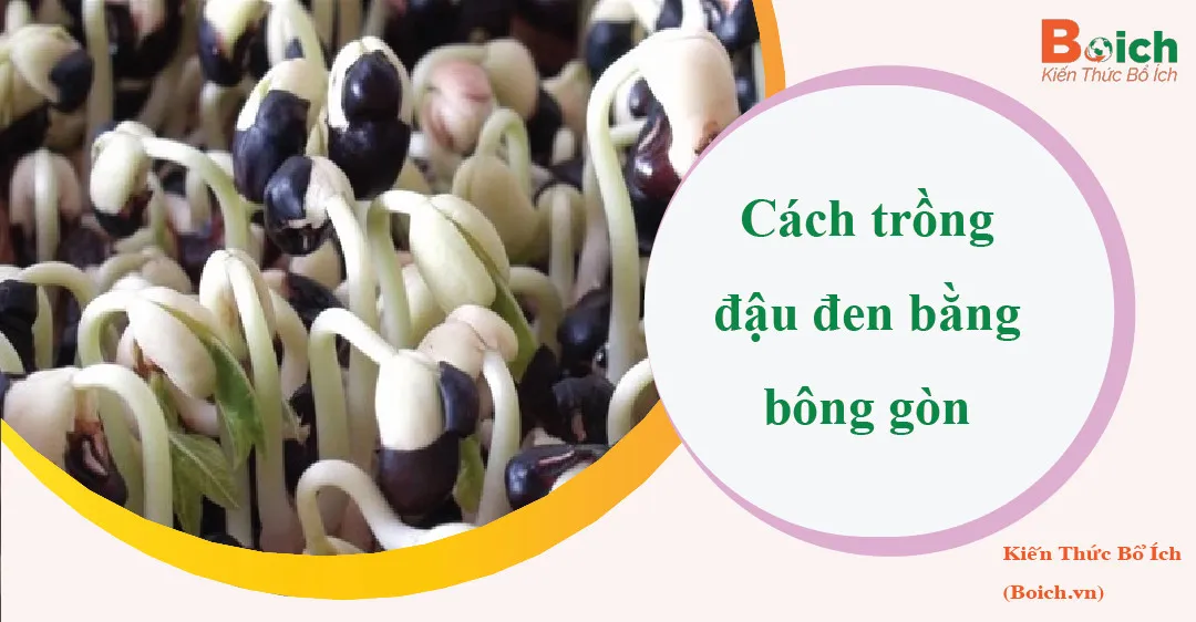 cách trồng cây bằng bông gòn thành công với mầm cây đậu đen phát triển khỏe mạnh