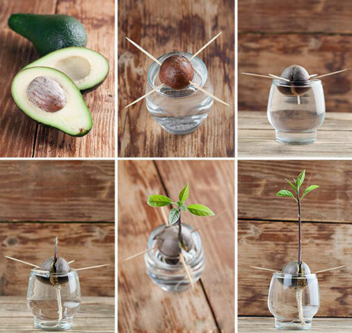 Cách Trồng Cây Bơ Tại Nhà: Hướng Dẫn Chi Tiết Từ Hạt Cho Người Mới