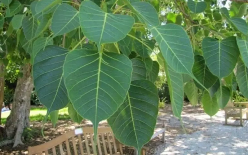 Cách Trồng Cây Bồ Đề Bằng Hạt: Hướng Dẫn Chi Tiết Từ A Đến Z Cho Người Mới