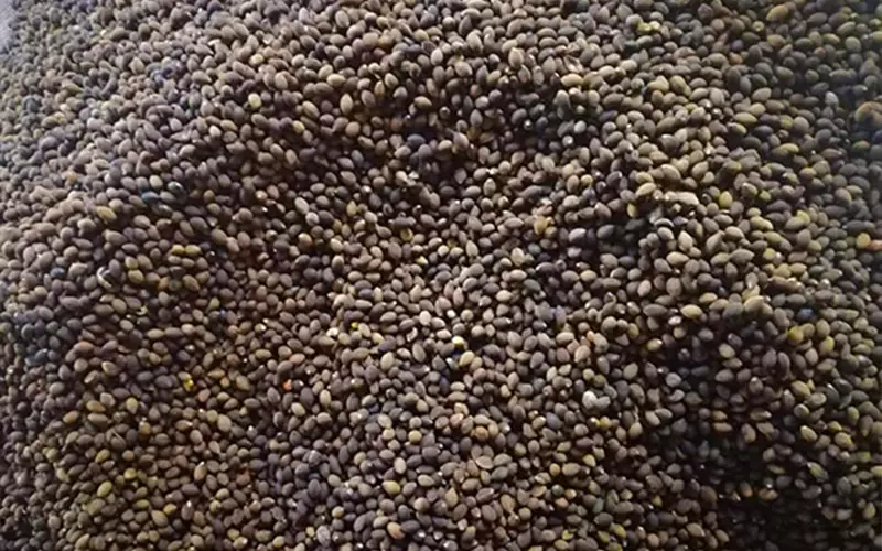 Cách Trồng Cây Bồ Đề Bằng Hạt: Hướng Dẫn Chi Tiết Từ A Đến Z Cho Người Mới