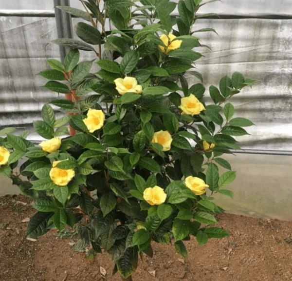 Cách Trồng Cây Cảnh Trong Chậu: Chăm Sóc Đúng Kỹ Thuật