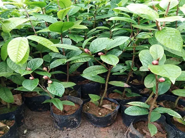 Cách Trồng Cây Cảnh Trong Chậu: Chuẩn Bị Giống Cây Khỏe Mạnh