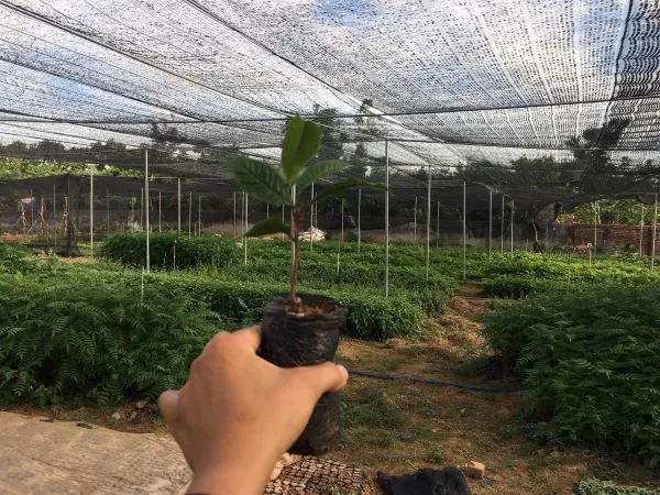 Cách Trồng Cây Cảnh Trong Chậu: Kỹ Thuật Trồng Đúng Cách