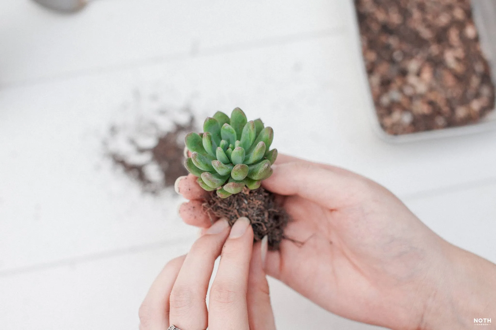 Cách trồng cây cảnh vào chậu, xử lý rễ sen đá bị bó chặt