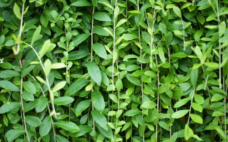 Cách Trồng Cây Cúc Tần Ấn Độ: Hướng Dẫn Trồng Và Chăm Sóc Chi Tiết Từ A Đến Z