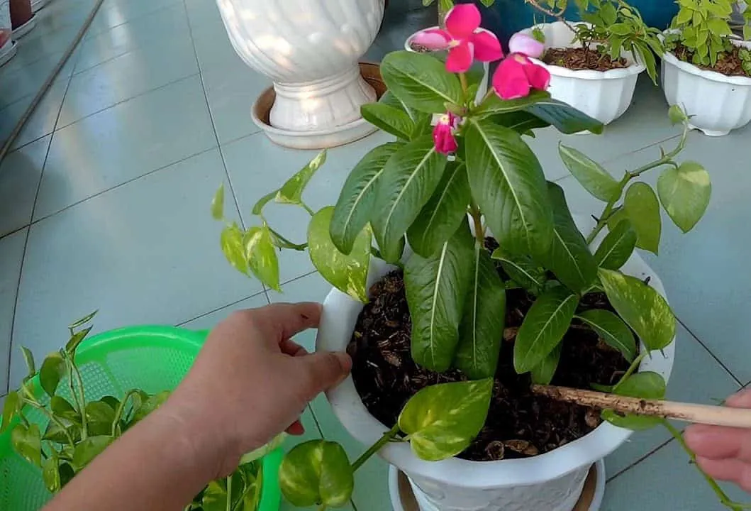 cách trồng cây dừa cạn bằng cành