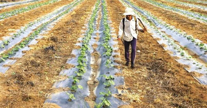 Cách Trồng Cây Biwa: Kỹ Thuật Chăm Sóc Đạt Năng Suất Tối Đa