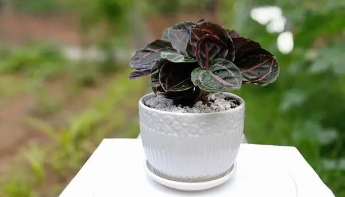 Cách trồng cây đuôi công đúng kỹ thuật tại nhà