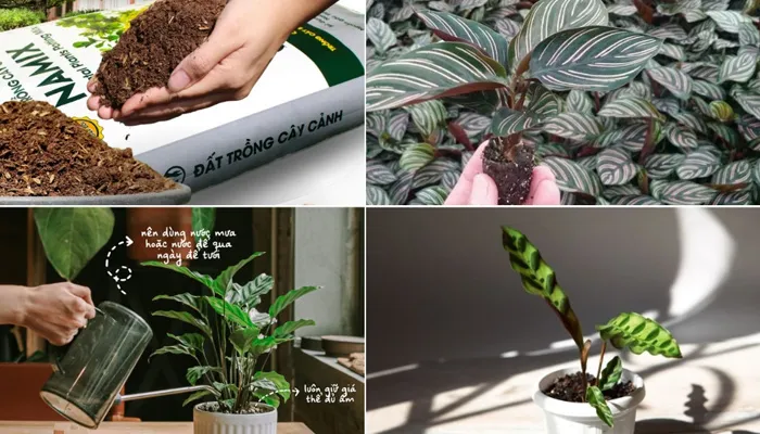 Cách trồng cây đuôi công trong đất