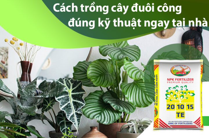 Cách Trồng Và Chăm Sóc Cây Đuôi Công Chi Tiết Từ A Đến Z Cho Người Mới