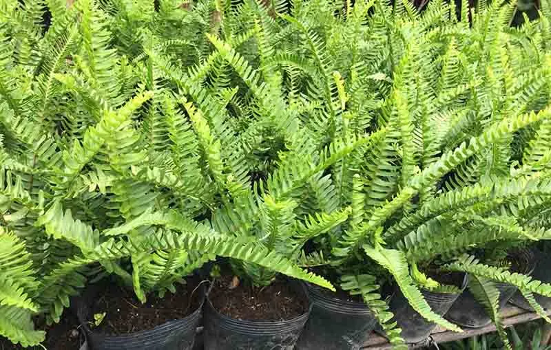 cách trồng cây dương xỉ cổ đại