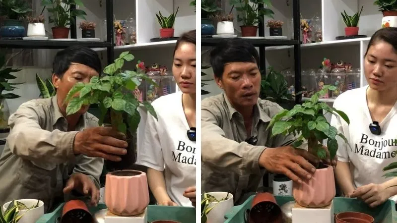 Cách trồng cây hạnh phúc bằng cây con chi tiết tại nhà