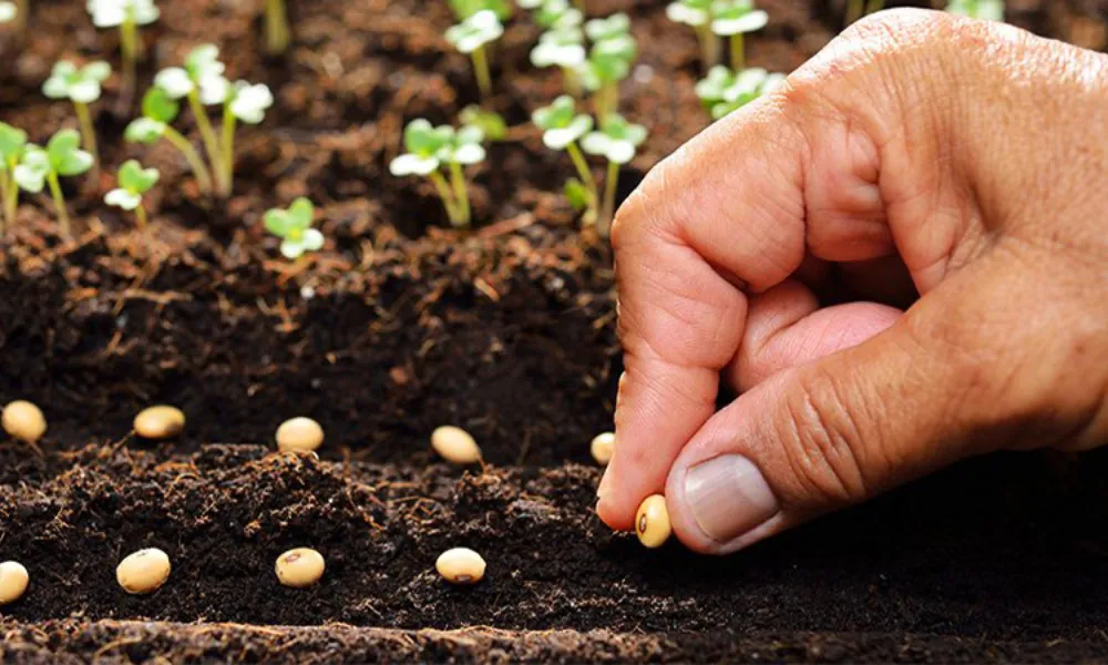 Cách trồng cây hoa đăng tiêu: Quy trình giâm cành và chuẩn bị giá thể