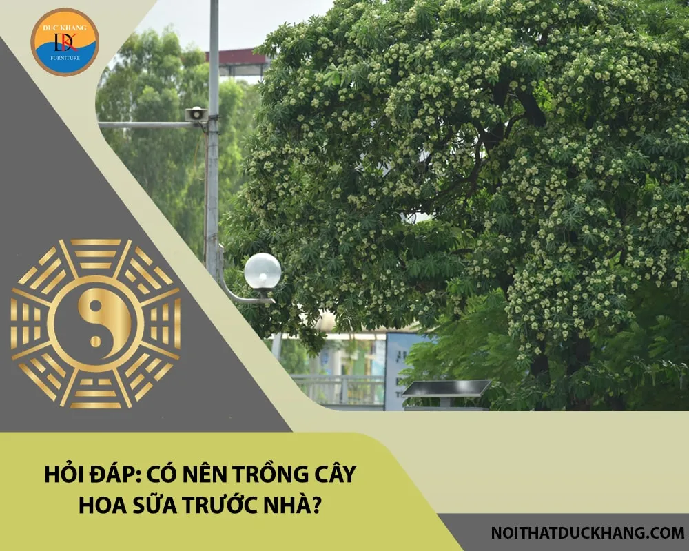 Cách trồng cây hoa sữa đúng kỹ thuật cho nhà ở