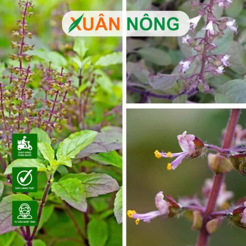Cách Trồng Cây Hương Nhu Tía Bằng Hạt Giống Đạt Chuẩn Chuyên Gia