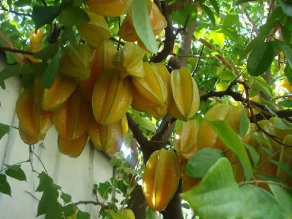 Cách trồng cây khế chua trong chậu sai trĩu quả