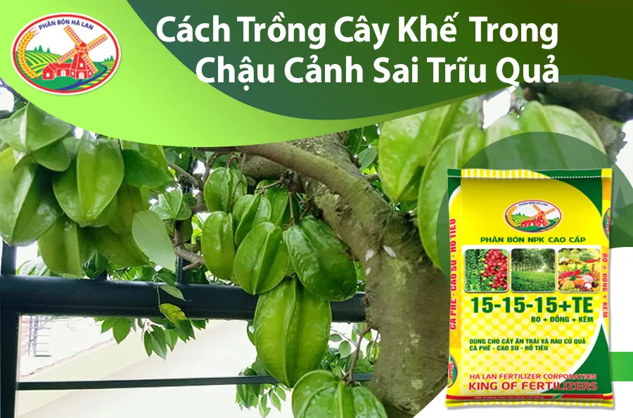 cách trồng cây khế trong chậu cảnh với kỹ thuật chuẩn