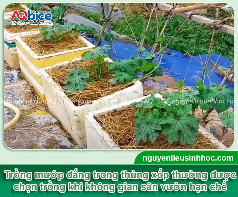 Cách trồng cây khổ qua trong thùng xốp quả sai trĩu giàn