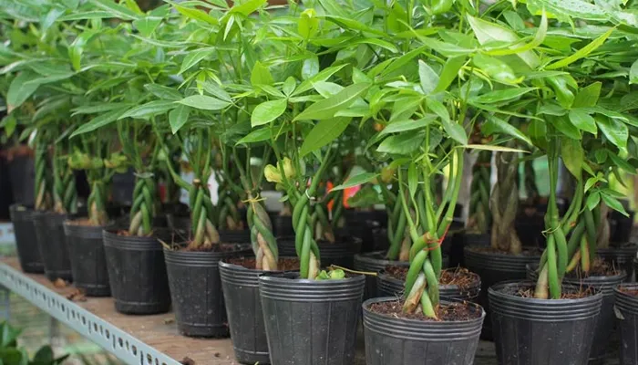 Cách trồng cây kim ngân phong thủy